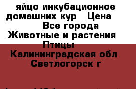 яйцо инкубационное домашних кур › Цена ­ 25 - Все города Животные и растения » Птицы   . Калининградская обл.,Светлогорск г.